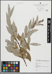 Foto von Salix alba L.